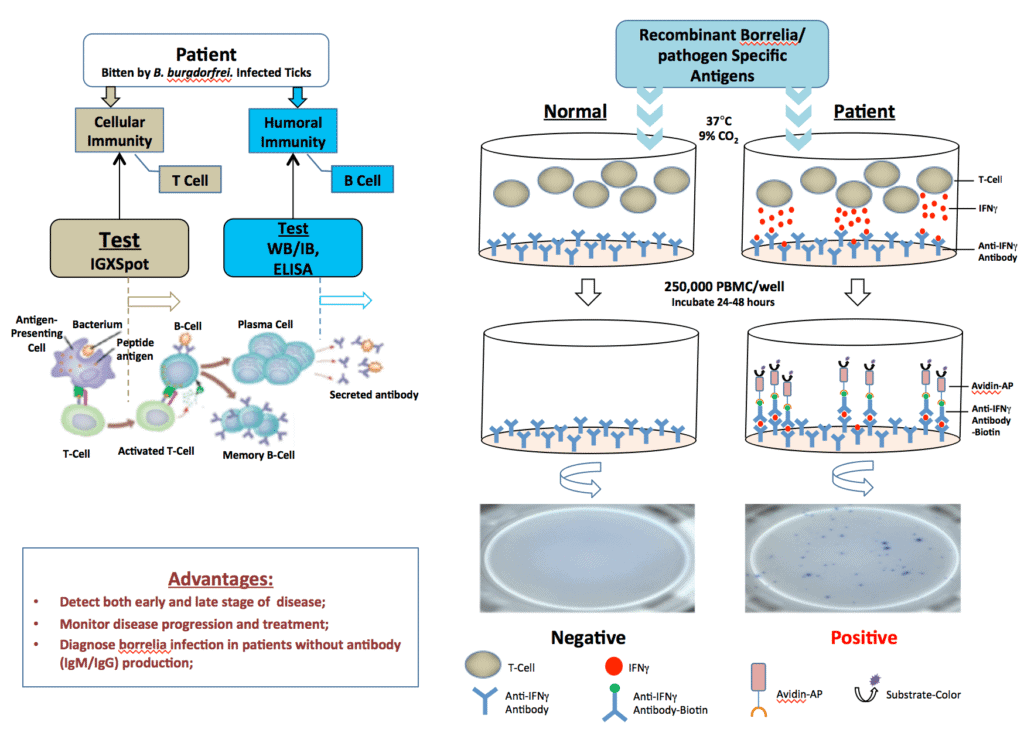 IgXSpot, Immunospot Assay Test Methodology Used for Tick-borne Disease Testing