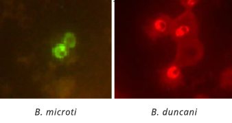 Fluorescent In-Situ Hybridization (FISH) Assay Image of Babesia Bacteria