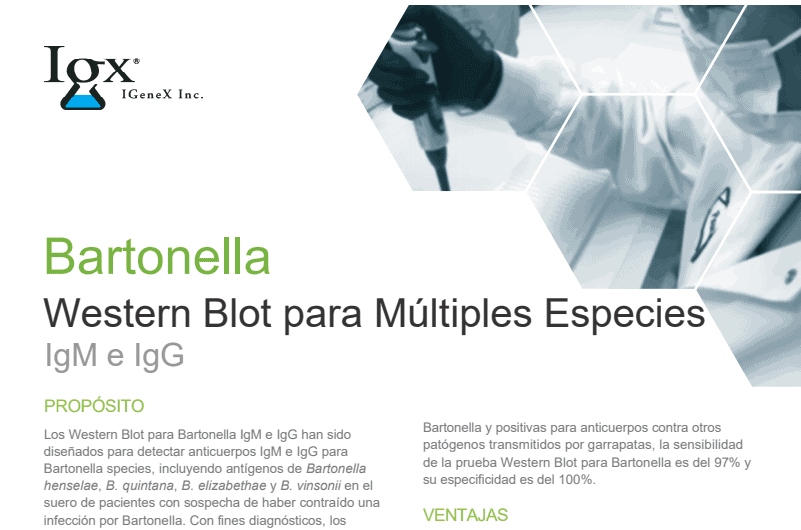 bartonella-espanol.png