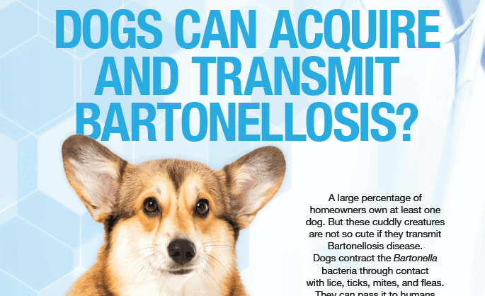 dogs-bartonellosis