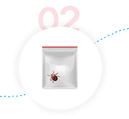 Testing Ticks for Tick-Borne Diseases - Step 2- Enclose Tick in Container and Seal in Envelope