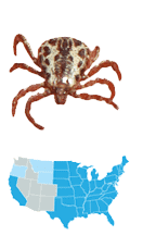 Picture of American Dog Tick (Dermacentor variabilis), located in the Eastern half of the US, and carries Rickettsiosis and Tularemia