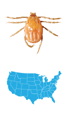 Picture of Brown Dog Tick (Rhipicephalus Sanguineus), located across the entire US, and carries Rickettsiosis, Ehrlichiosis, and Babesiosis