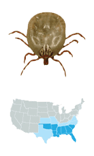 Picture of Gulf Coast Tick (Amblyomma maculatum), located in the South and Southeastern US, and carries Rickettsiosis