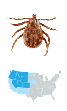 Picture of Rocky Mountain Wood Tick (Dermacentor andersoni), located across the Rocky Mountain states, and carries Rickettsiosis, Colorado Tick Fever, and Tularemia